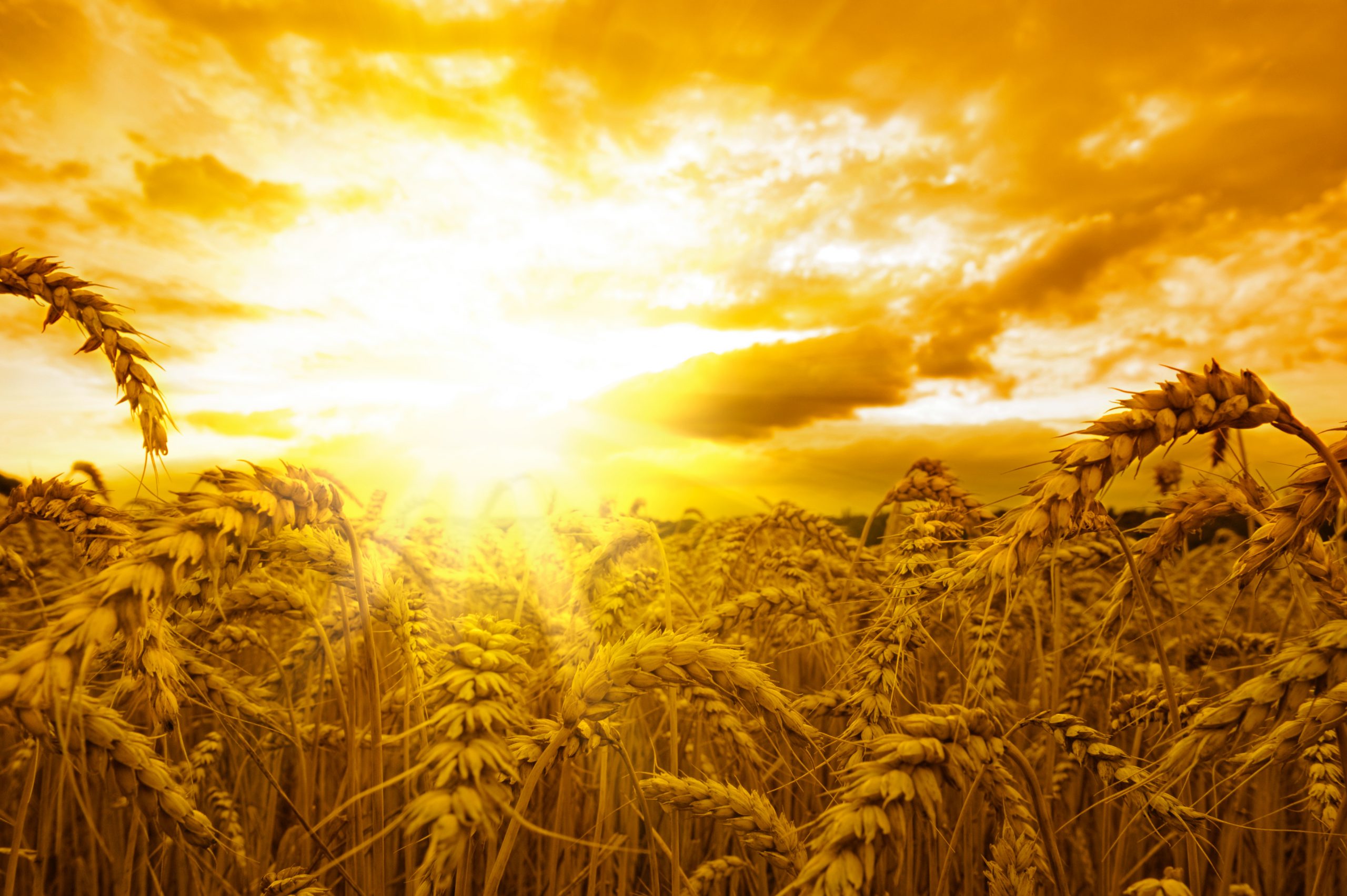 field of wheat